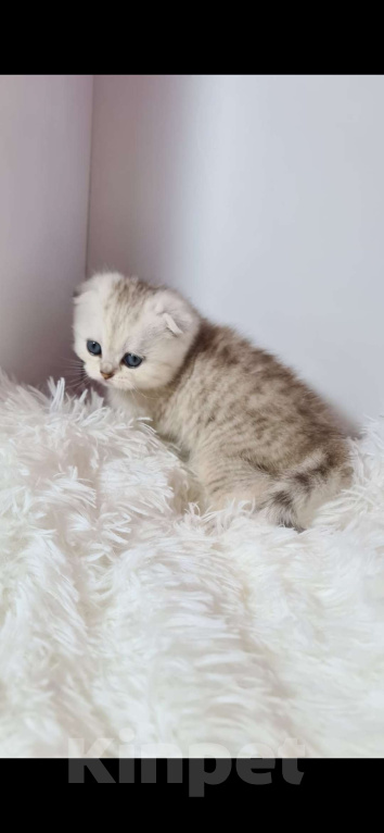 Кошки в Краснодаре: Продаю котят шотландской серебристой шиншиллы  Девочка, 35 000 руб. - фото 4