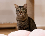 Кошки в Москве: кошка Тесса в добрые руки Девочка, Бесплатно - фото 2