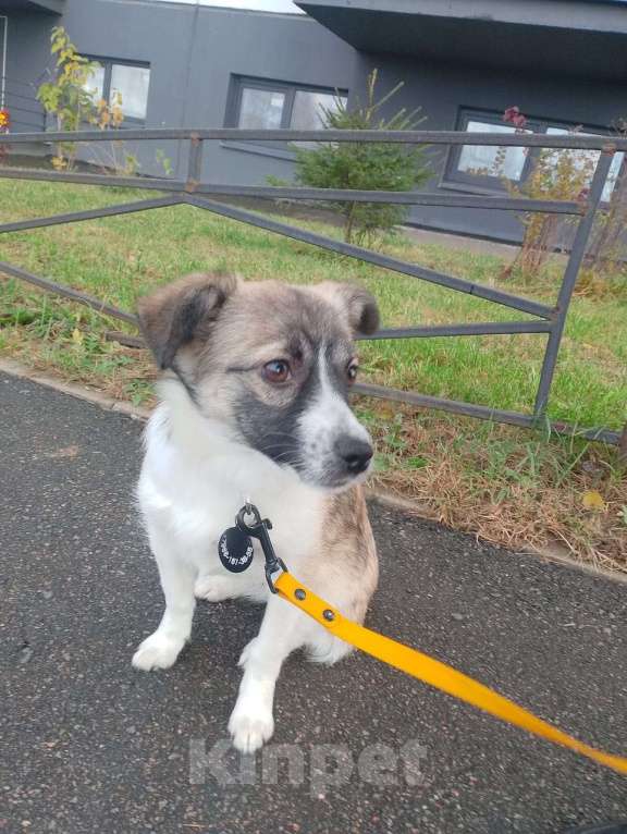 Собаки в Санкт-Петербурге: Маленькая ласковая собачка, 5 месяцев Девочка, Бесплатно - фото 5