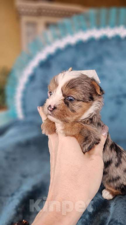 Собаки в Москве: Блю мерле йорк с голубыми глазами Мальчик, 120 000 руб. - фото 5