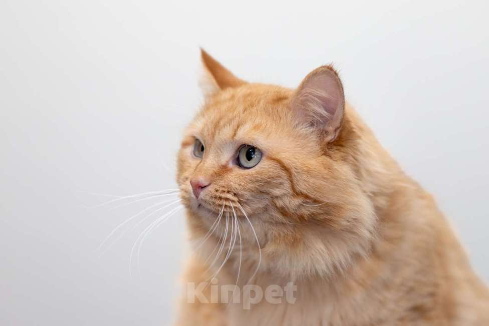 Кошки в Москве: Кот Артишок в добрые руки Мальчик, Бесплатно - фото 3