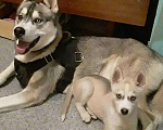 Собаки в Чебоксарах: Шерсть Сибирской хаски, 150 руб. - фото 2