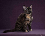 Кошки в Ливны: Котята без подшерстка, 15 руб. - фото 2