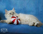 Кошки в Ливны: Невские маскарадные котята, 1 руб. - фото 3