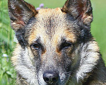 Собаки в Москве: Волк провел 6 лет дома и снова в приюте Мальчик, 1 руб. - фото 1