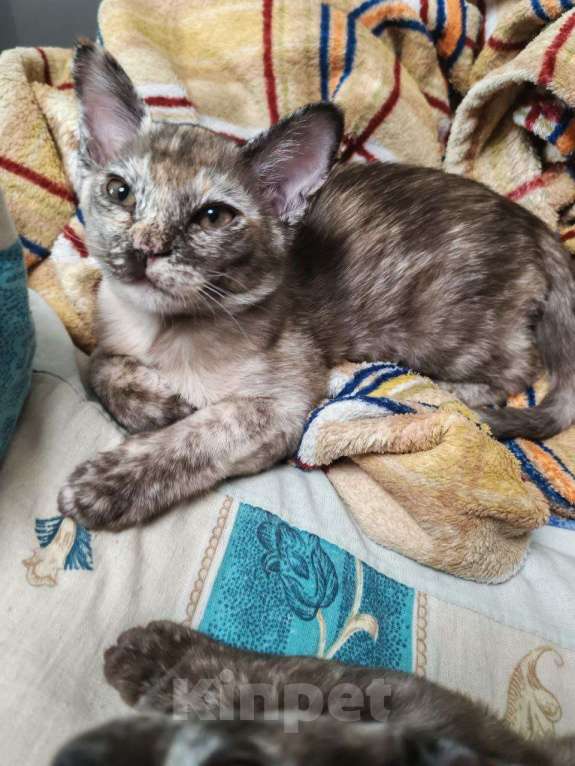 Кошки в Серпухове: Бурма, девочка Девочка, 14 000 руб. - фото 9