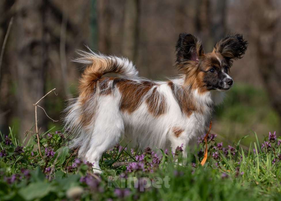 Собаки в Новороссийске: Продам щенка папийона (папильона) Мальчик, 40 000 руб. - фото 1