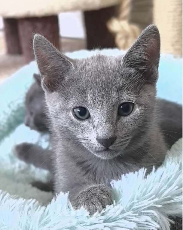 Кошки в Москве: Котята русской голубой Мальчик, 85 000 руб. - фото 1