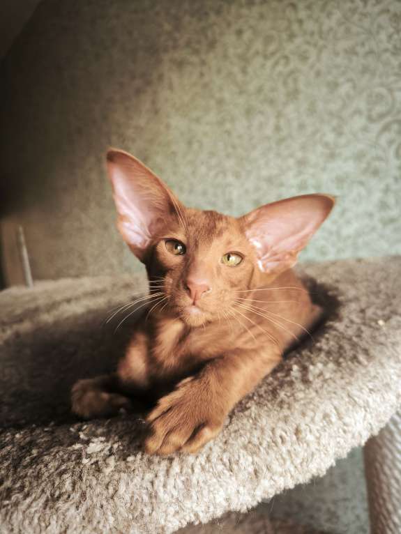 Кошки в Москве: Ориентальные котята в Москве. привитые Девочка, 70 000 руб. - фото 10