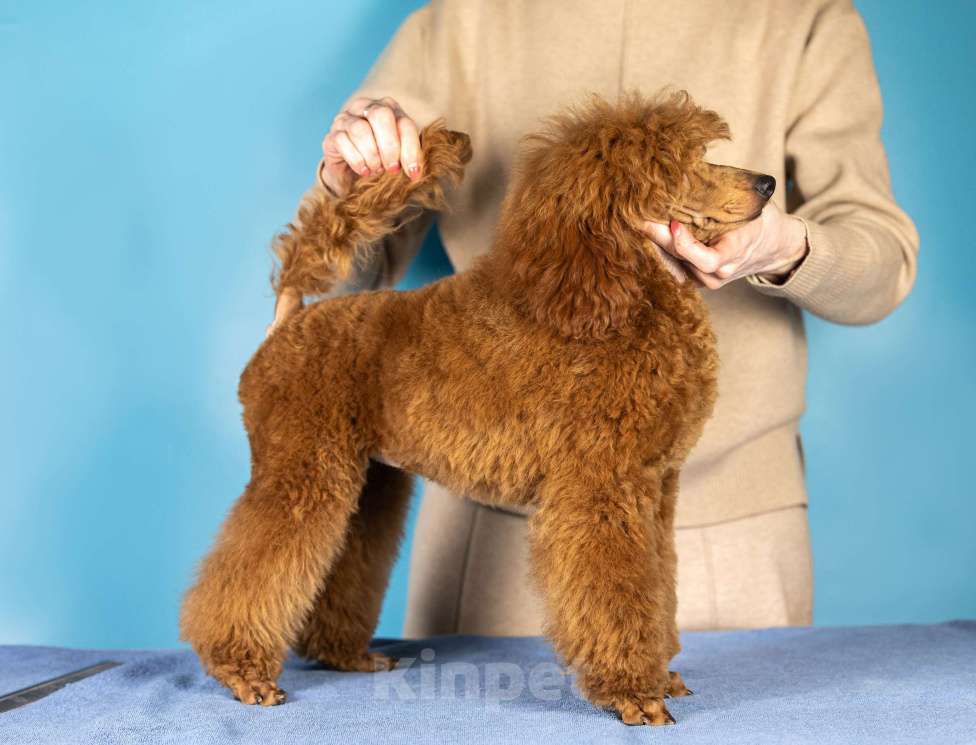 Собаки в Нижнем Новгороде: Сука средняя, окрас рыжий, Девочка, Бесплатно - фото 2