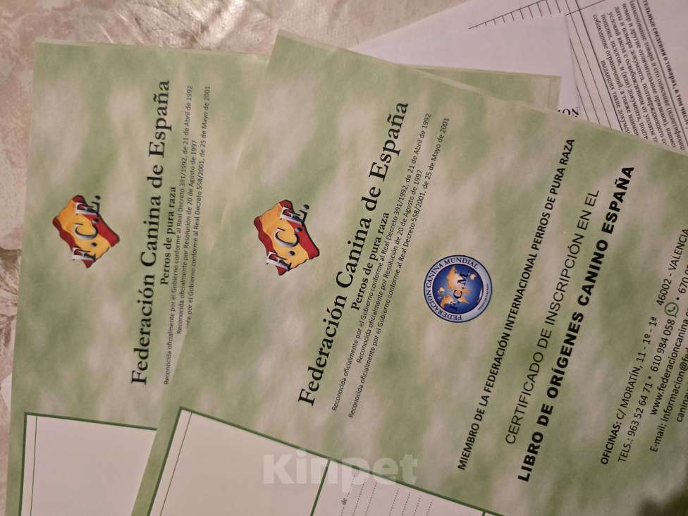 Собаки в других городах Московской области: щенок мальчик с кошками дружит Мальчик, 65 000 руб. - фото 9