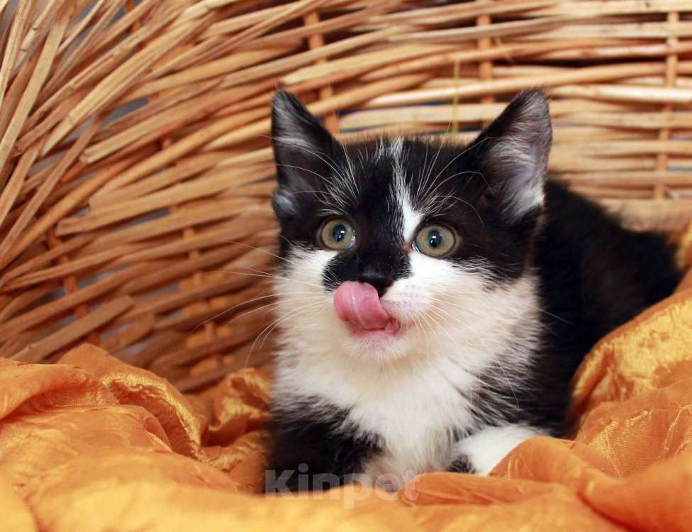 Кошки в Москве: Веселая Мазурка. Котенок 2,5 мес в добрые руки. Девочка, Бесплатно - фото 7