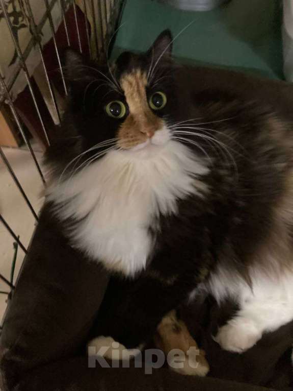 Кошки в Калуге: Отдам в хорошие руки Девочка, Бесплатно - фото 4