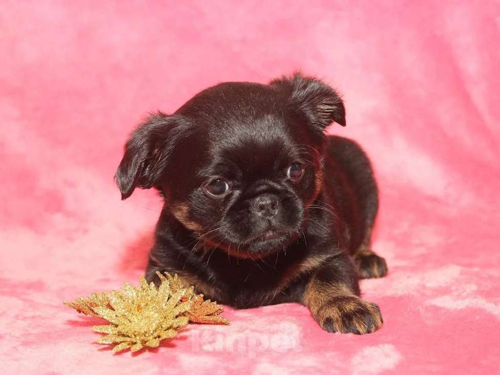 Собаки в Санкт-Петербурге: Очаровательный щенок  Девочка, 80 000 руб. - фото 1