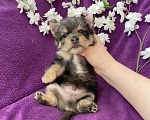 Собаки в Москве: Йорк с голубыми глазами крупный мальчик мерле Мальчик, 60 000 руб. - фото 8