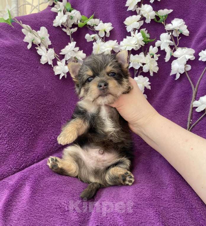 Собаки в Москве: Йорк с голубыми глазами крупный мальчик мерле Мальчик, 60 000 руб. - фото 8