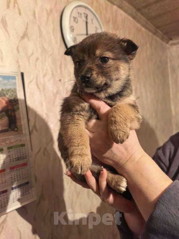 Собаки в Лебедяни: в добрые руки две малышки из липецкой обл Девочка, Бесплатно - фото 4