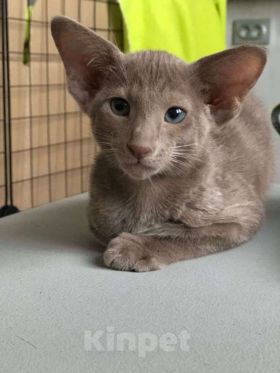 Кошки в Нижнем Новгороде: Ориентальный котенок девочка  Девочка, 70 000 руб. - фото 2