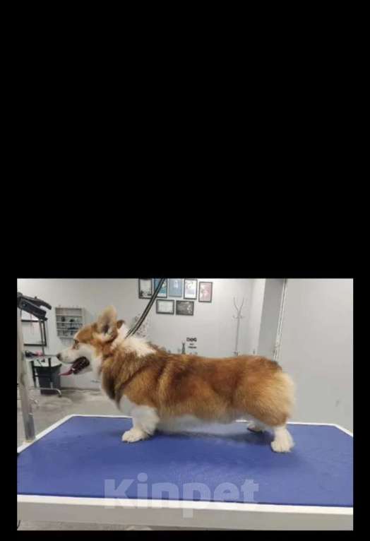 Собаки в Нижнем Новгороде: Вельш корги пемброк кобель для вязки Мальчик, 20 000 руб. - фото 1