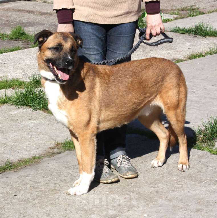 Собаки в Москве: Добраый, ласковый Тоша -собака компаньон очень ждет свою семью! Мальчик, Бесплатно - фото 3