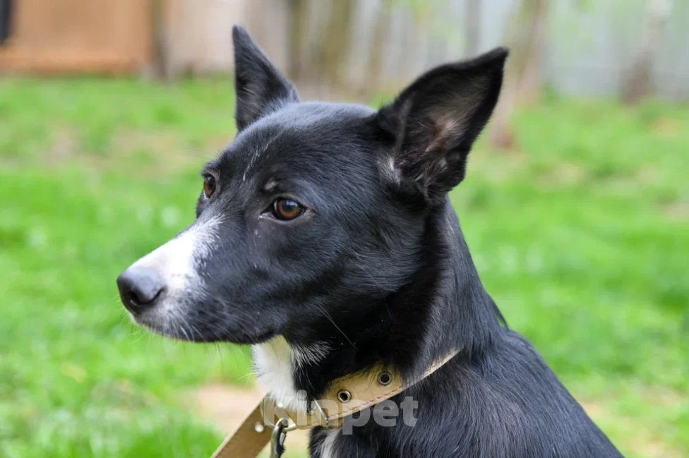 Собаки в Подольске: Очаровательный щенок-подросток Мила ждёт своего человека! Девочка, Бесплатно - фото 5