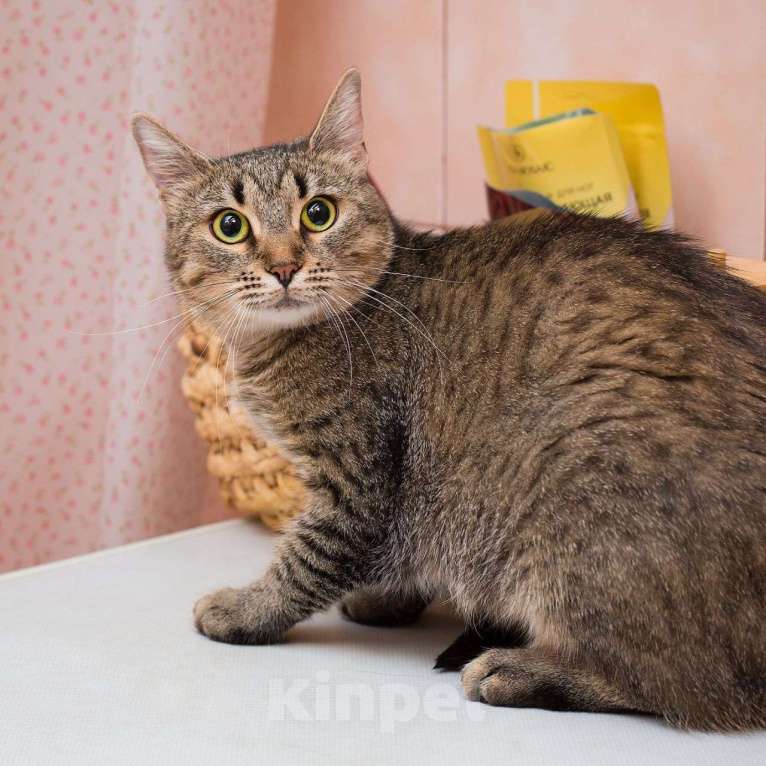 Кошки в Москве: Кошечка Поля грустит на передержке: неужели полосатенькие никому не нравятся? Девочка, Бесплатно - фото 4