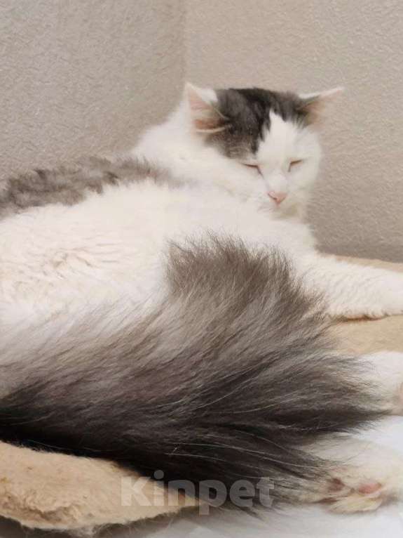 Кошки в Москве: Тискательный пирожок Джери ждет свою семью Мальчик, Бесплатно - фото 7