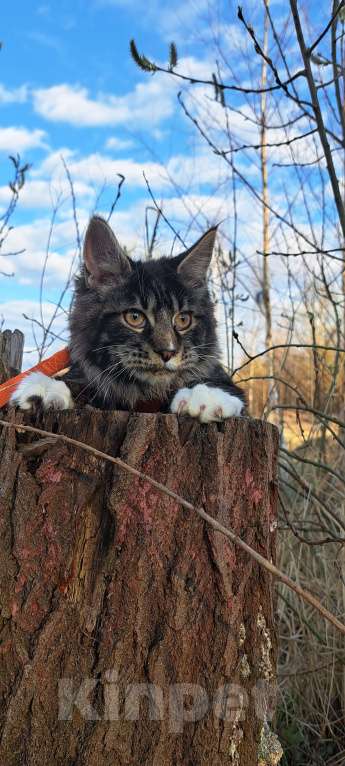 Кошки в Москве: Детки Мейн кун Девочка, 27 000 руб. - фото 4