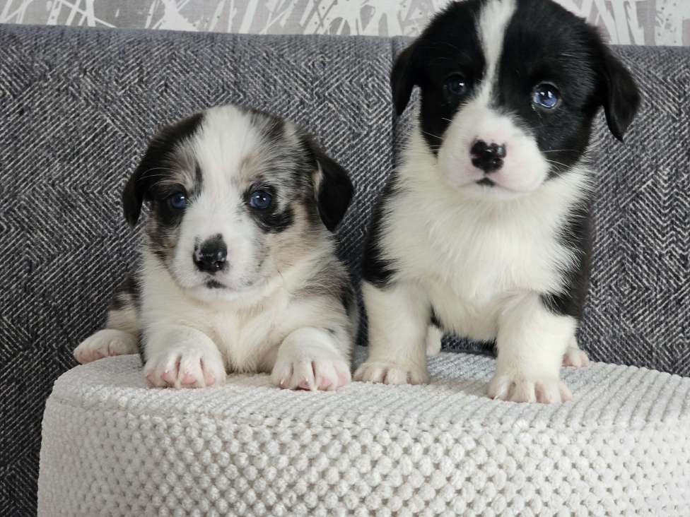 Собаки в Санкт-Петербурге: Вельш-корги-кардиган сука Девочка, Бесплатно - фото 3