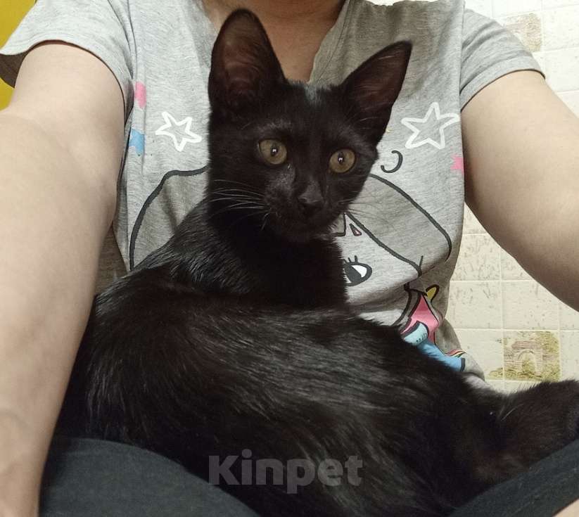 Кошки в Москве: Бабайка ищет семью Девочка, Бесплатно - фото 6