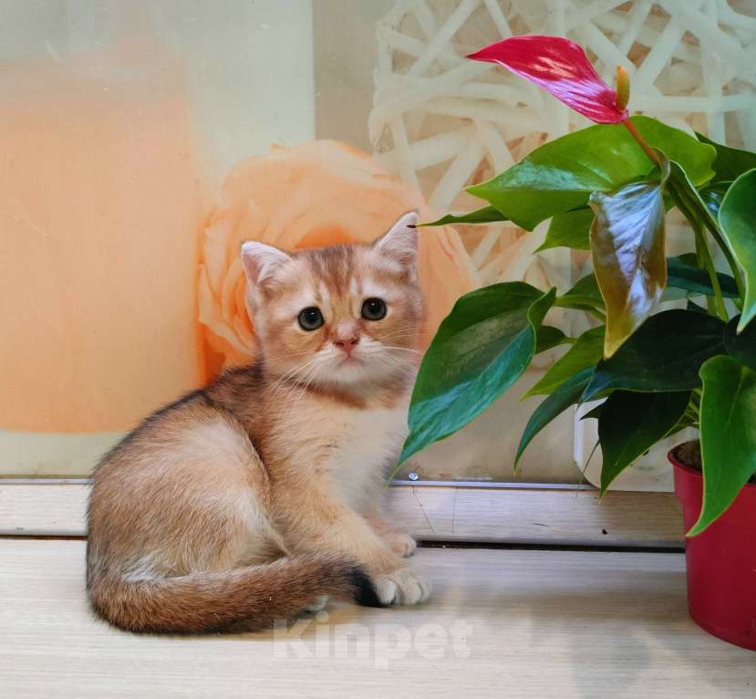 Кошки в Воронеже: Золотая шиншилла девочка  Девочка, 35 000 руб. - фото 1