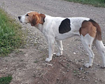 Собаки в Карабаново: Найдена Пегая гончая Мальчик, 1 руб. - фото 2