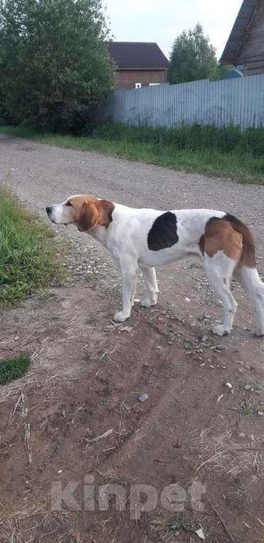 Собаки в Карабаново: Найдена Пегая гончая Мальчик, 1 руб. - фото 2