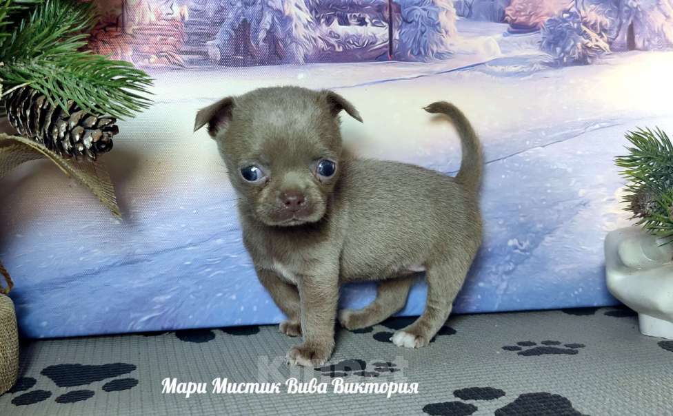 Собаки в Санкт-Петербурге: Лиловая МИНИ Вива Виктория вес 350 грамм чихуахуа Девочка, 120 000 руб. - фото 4