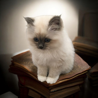 Рэгдолл котенок мальчик