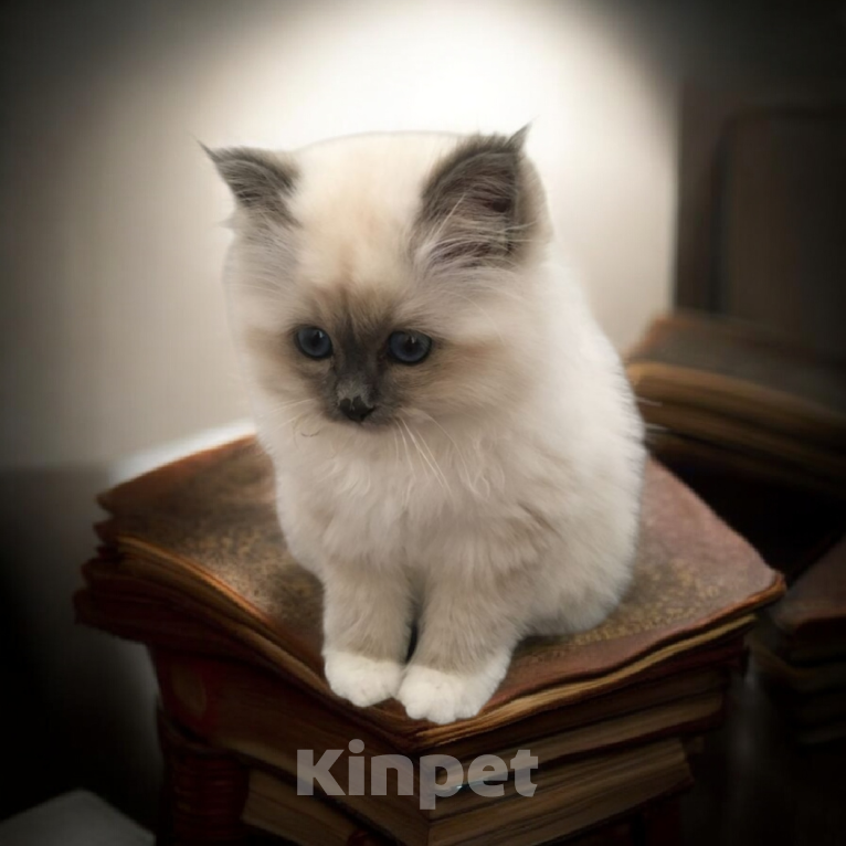 Кошки в Москве: Рэгдолл котенок мальчик Мальчик, 90 000 руб. - фото 1