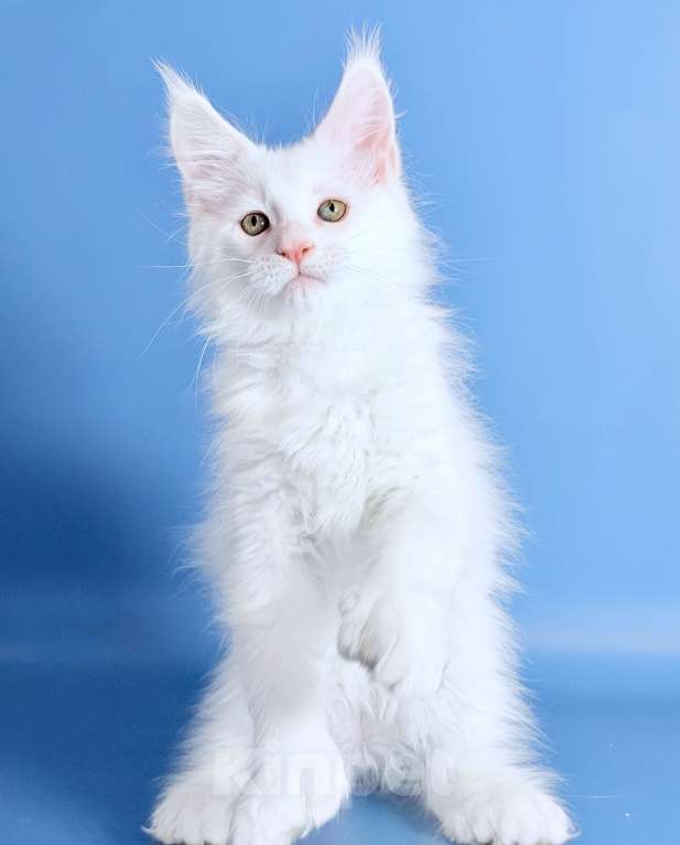 Кошки в других городах Московской области: Эксклюзив, белый кот полидакт. Мальчик, 110 000 руб. - фото 1