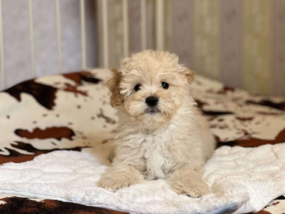 Собаки в Ростове-на-Дону: Щенок мальтипу f1 Мальчик, 40 000 руб. - фото 2