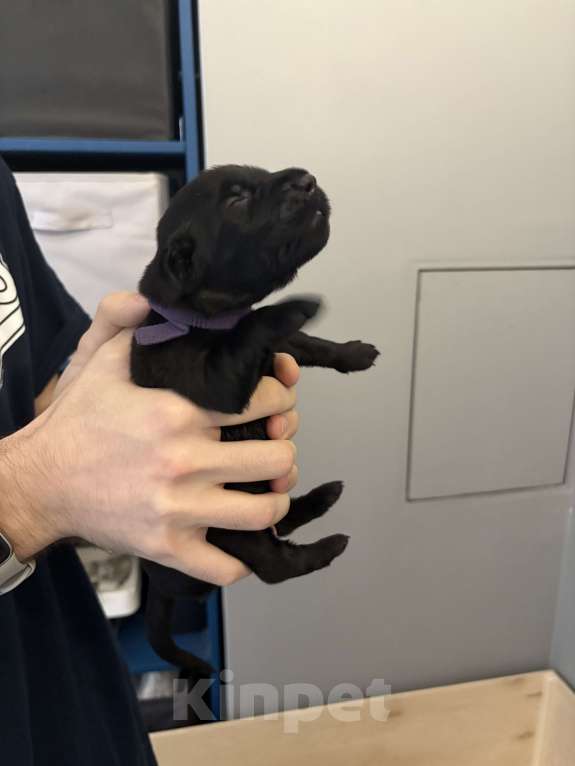 Собаки в Москве: Бронируем щенков прямошерстного ретривера Мальчик, 75 000 руб. - фото 2