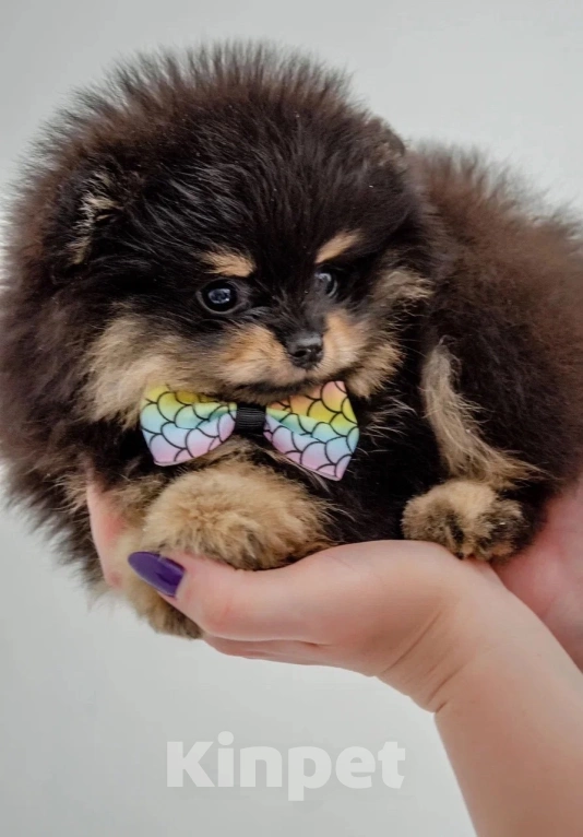 Собаки в Магнитогорске: Хаммер обольститель сердец Мальчик, 35 000 руб. - фото 3