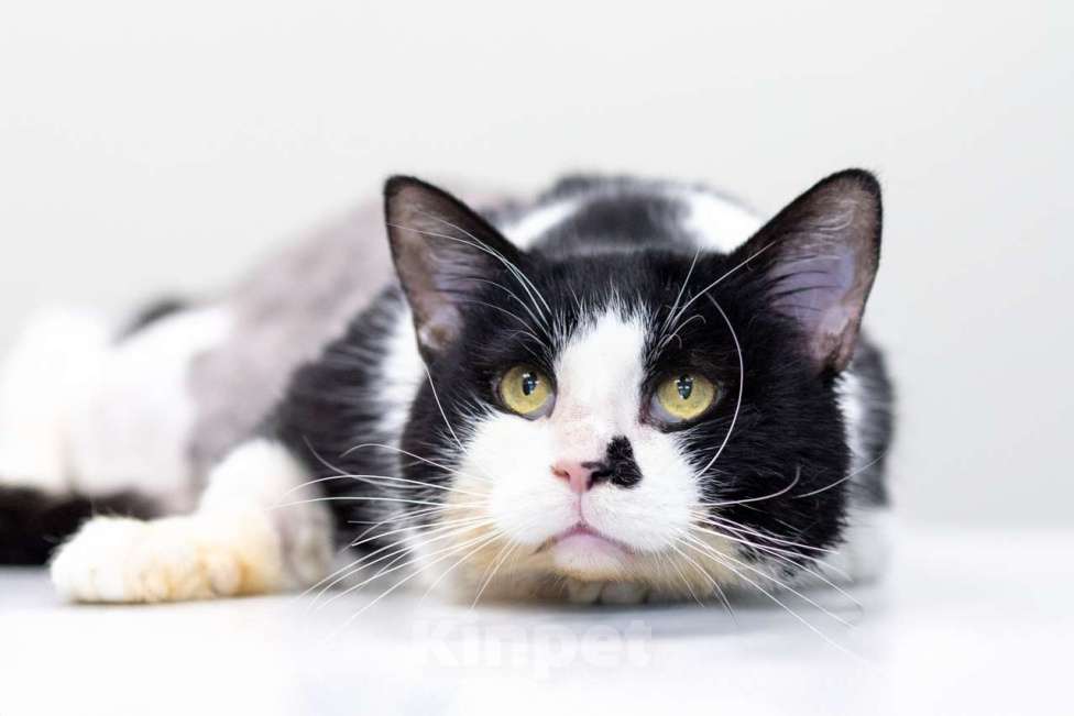 Кошки в Москве: Максипулька Мальчик, Бесплатно - фото 2