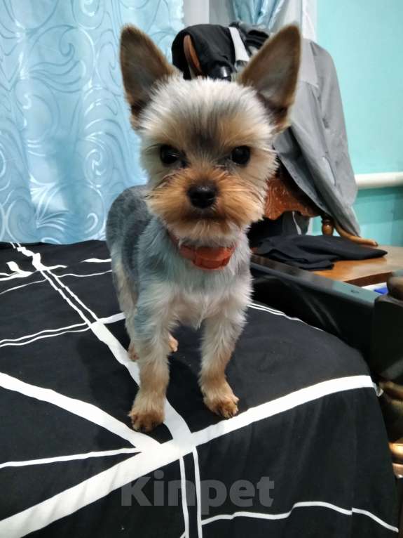 Собаки в других городах Тульской области: Йоркширский терьер Мальчик, 15 000 руб. - фото 1