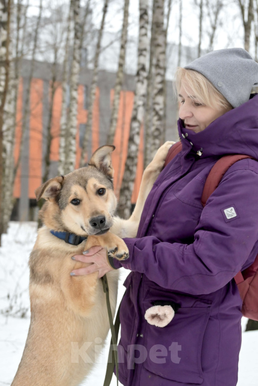 Собаки в Красногорске: Метис лайки Джек, 1,5 года очень ждет хозяина  Мальчик, Бесплатно - фото 4