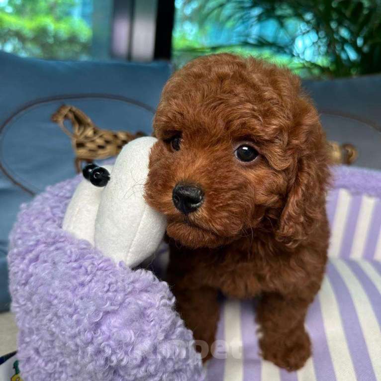 Собаки в Омске: Той-пудель, щенок Мальчик, 150 000 руб. - фото 4