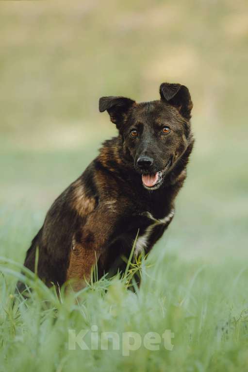 Собаки в Москве: Маленькая собачка-спинальник Кения в самые добрые руки Девочка, 1 руб. - фото 9