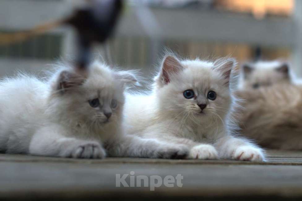 Кошки в Санкт-Петербурге: невские маскарадные котята Девочка, Бесплатно - фото 5