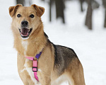 Собаки в Москве: Небольшая ласковая Лаванда в добрые руки Девочка, Бесплатно - фото 2