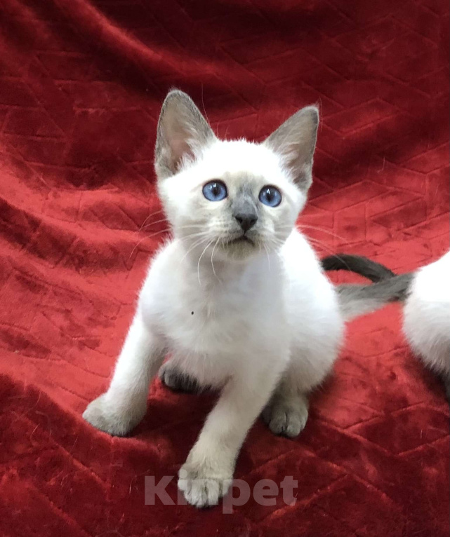Кошки в Москве: ✨Тайские котята, блю-пойнт и лайлак-пойнт, 3 месяца ✨ Мальчик, Бесплатно - фото 2