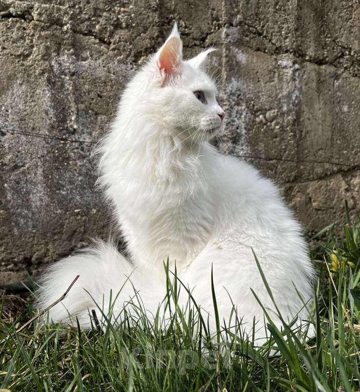 Кошки в Пятигорске: Питомник Affectionate miracle Девочка, Бесплатно - фото 3