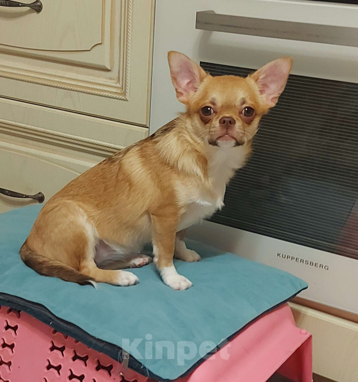 Собаки в Новосибирске: Девочка Чихуахуа  Девочка, Бесплатно - фото 1